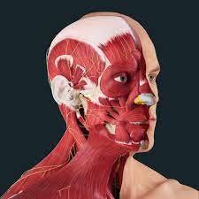 May 31, 2021 · head and neck (anterior view) the head and neck are two examples of the perfect anatomical marriage between form and function, mixed with a dash of complexity. Gross Head And Neck Anatomy