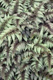 Image result for Athyrium newtonii