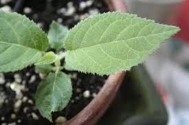 How To Grow A Kiwi Plant From Seed Grow Kiwi From Seed Kiwi Growing Fruit Plants