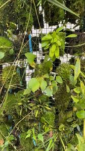 Image result for Lepidagathis pallescens