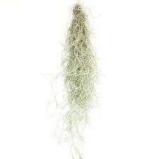 Une plante épiphyte est un organisme vivant sur d'autres végétaux pour y profiter de la luminosité et l'hygrométrie suffisantes à sa survie. Tillandsia Usnoides Plante Epiphyte Cheveux D Ange Mousse Espagnole Clavel Del Aire Fille De L Air Kajuard Plantes