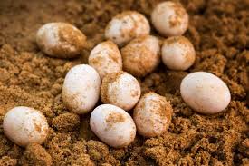 We were bored last night, so we played how do you like your eggs? Can A Female Bearded Dragon Lay Eggs Without A Male Family Pet Planet