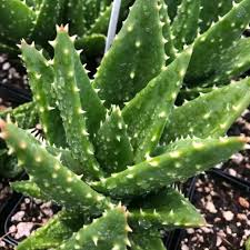 Image result for Aloe nuttii