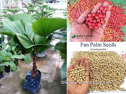 Image result for Licuala grandis