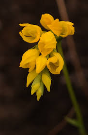 Image result for Schizochilus