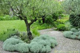 Olives Underplanted With Santolina Olive Trees Garden Indoor Palm Trees Garden Landscaping