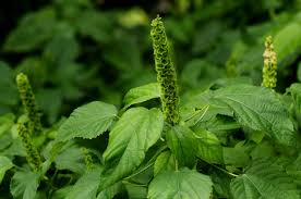 Image result for Acalypha ornata