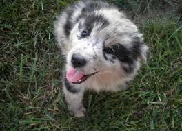 Mini australian shepherd puppies for sale the miniature american shepherd or miniature australian shepherd is an active herding dog that resembles the australian shepherd. Australian Shepherd Puppies For Sale In Angier North Carolina Classified Americanlisted Com