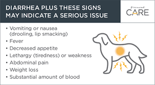 Ideally, when changing your puppy's food to a different brand, you have to mix the two for at least one week, mixing a little of the new food. When Should You Worry About Doggy Diarrhea Diamond Pet Foods