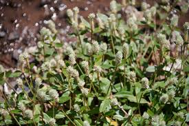 Image result for Stylochaeton puberulus