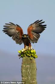 Its wings and long tail are barred with white, black and brown feathers. A Place In The Sun Desert Birds That Use The Inside Of A Cactus As A Home Daily Mail Online