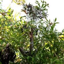 Image result for Cussonia sessilis