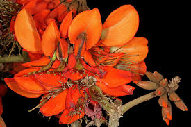 Image result for Erythrina afra