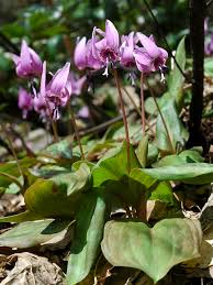 Image result for Hippocratea ritschardii