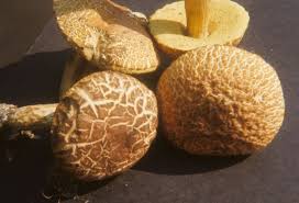 Image result for Boletus variipes