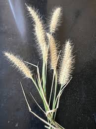 Image result for Cenchrus ciliaris