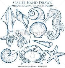 White Starfish Stock Vectors Vector Clip Art Sea Drawing Art Drawings