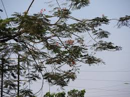 Check spelling or type a new query. File Gulmohar Bengali à¦ à¦²à¦® à¦¹à¦° 4190918782 Jpg Wikimedia Commons