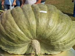 While these flowers may look very similar at first glance, there are some distinct differences once you take a closer look. Massive Green Squash Smashes Record For World S Largest Smart News Smithsonian Magazine