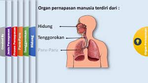 Media Pembelajaran Sistem Pernapasan Manusia Youtube