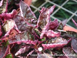 Image result for Strobilanthes hamiltoniana