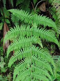 Image result for Thelypteridaceae