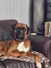 Can someone do a Christmas theme for our Smudge pls x