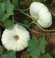 It is also a great pie pumpkin as the inside is full of sweet pumpkin flesh. Sakata Seed Flat White Boer Sakata Seed Southern Africa Facebook