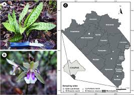 Image result for Oeceoclades saundersiana