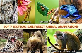 There are a lot of different animals that can be found in the tropical rainforest. Top 7 Tropical Rainforest Animal Adaptations Biology Explorer