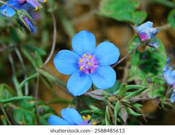 Image result for Lysimachia monelli