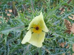 Image result for Argemone ochroleuca