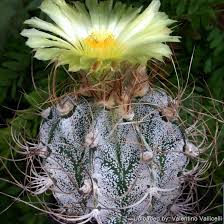 Image result for Biophytum crassipes