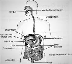 Diagram of body liver for example clocks in individual tissues such as the liver work to ensure timely as shown in our diagram below in this way all the internal clocks embedded in our body s tissues. Draw A Well Labelled Diagram Of Human Alimentary Canal And Label The Following Parts I Liver Sarthaks Econnect Largest Online Education Community