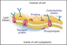 Cell walls of neighbouring cells are held together by a shared gelatinous membrane called the the major carbohydrates making up the primary cell wall are cellulose , pectin and hemicellulose. A Fluid Mosaic Model Of The Cell Membrane Membrane Proteins Are Download Scientific Diagram