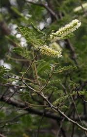 Image result for Acacia fleckii
