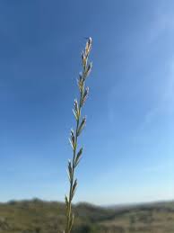 Image result for Lolium