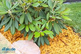 Viele gärtner lieben rhododendron, weil er so üppig blüht. Rhododendron Bluht Nicht Das Hilft Wenn Die Azalee Nicht Bluht Talu De