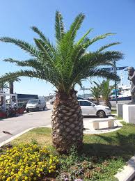 Palm trees palm tree beautiful awesome beach. Beautiful Tropical Exotic Palm Trees Free Download Free Photos Photos777 Net