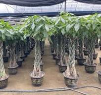 Pachira macrocarpa money tree bonsai supplier,manufacturer