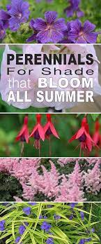 Perennials For Shade That Bloom All Summer The Garden Glove Shade Garden Plants Flowers Perennials Shade Plants
