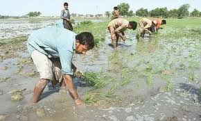 Water worries grip KP farmers amid Indus Treaty concerns