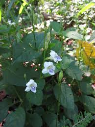 Image result for Asystasia intrusa