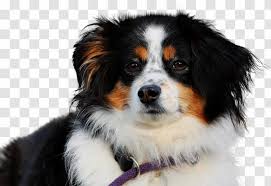 Bernese mountain dogs are truly gentle giants, and can make exceptional pets as long as they're taught to play easy with smaller people and usually when you search for bernese mountain dog puppies near me, you're seeing results from people and businesses who do marketing really. Australian Shepherd Miniature American German English Bernese Mountain Dog Breed Group Puppy Transparent Png