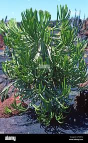 Image result for Euphorbia ramulosa