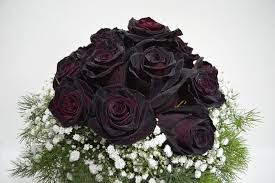 In stock on september 11, 2020. Royalty Free Photo Bouquet Of Black And Red Rose With White Flowers Pickpik