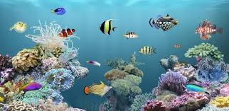 Download apk underwater live wallpaper hd 2 1.0 for android: Review Anipet Aquarium Live Wallpaper V 2 4 11 Android App Apk Click On The Image To Learn More Aquarium Live Wallpaper Aquarium Wallpaper Live Wallpapers