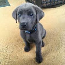 ✅ how much does it cost to own a dog. 72 Best Miniature Labrador Retriever Puppies For Sale Ideas In 2021 Labrador Retriever Puppies Miniature Labrador Puppies