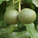 Image result for Tabernaemontana ventricosa