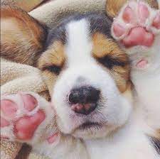 Pink Puppy And Paws Image 6495566 On Favim Com